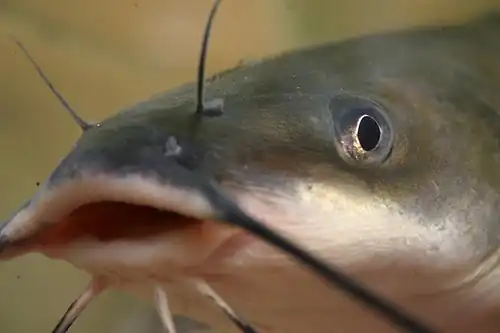 Channel catfish