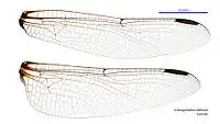 Female wings