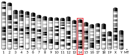 Chromosome 14 (mouse)