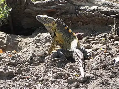 Male showing yellow coloring on the lateral sides of the body, Rio Tamazula, Parque Las Riberas, Culiacan, Sinaloa, Mexico (23 March 2010)