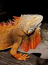 An iguana