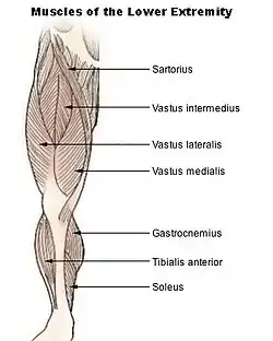 Muscles of leg