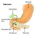 Region of pancreas