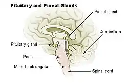 Pituitary and pineal glands