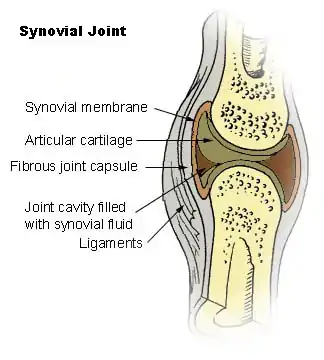 Synovial joint