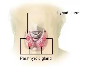 Location of the thyroid and parathyroid glands in front of the layrnx.