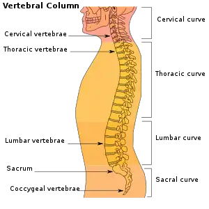 Vertebral column