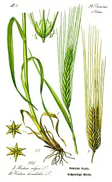 Botanical illustration