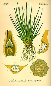 Image 10The lycopod Isoetes bears microphylls (leaves with a single vascular trace). (from Evolutionary history of plants)