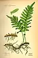 Polypodium vulgare, illustration