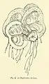 Another image of the illustration of P. fluitans by R. C. used by Herbier Bossier