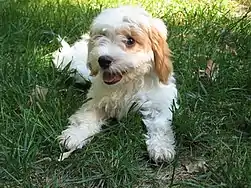 Cavapoo puppy