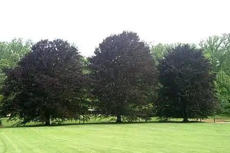 Anthocyanins also account for the purple color in these copper beech trees, and in purple autumn leaves.