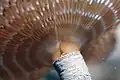 Spirographis sp. (feather duster worm) with radioles extended