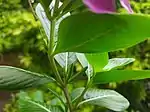 Immature fruits of Madagascar periwinkle