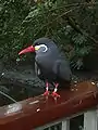 An Inca tern