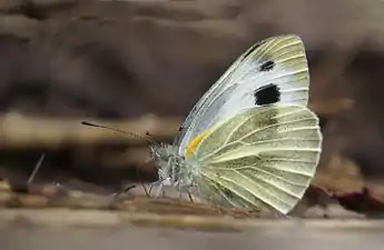 Ventral view