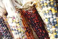 Zea mays, maize or 'corn.'  Traditionally variety grown by the Natives shown here.