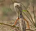 A female Oriental garden lizard, Calotes versicolor.