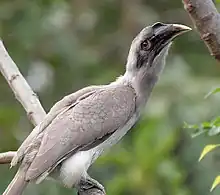 Individual with a shorter casque, either a juvenile or female