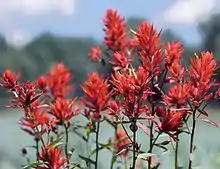 Image 42State flower of Wyoming: Indian paintbrush (from Wyoming)