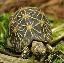 Indian star tortoise