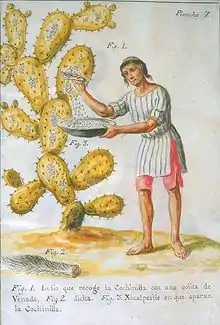 A native of Central America collecting cochineal insects from a cactus to make red dye (1777).