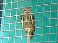 Indian eagle-owl