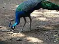 Indian peafowl