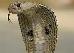 Indian cobra displaying an impressive hood