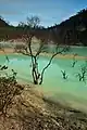 Dead trees on the shore of Kawah Putih