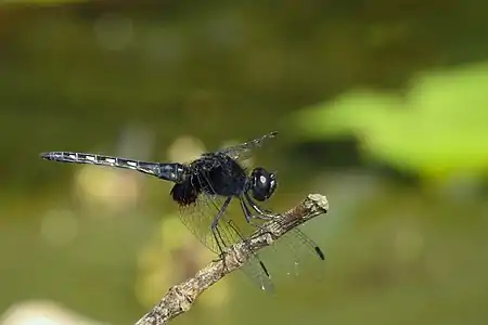 Indothemis limbata male