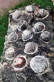 Fossilized Dinosaur eggs displayed at Indroda Fossil Park