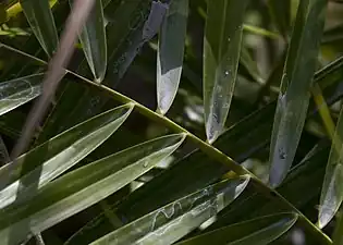 Phoenix foliage showing V-shaped leaflets