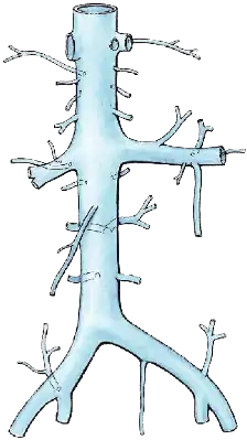 Inferior vena cava