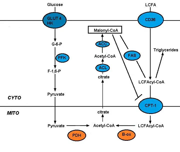 Inhibition of Fatty Acid oxidization by Glucose