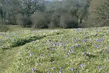 Inkpen Crocus Field