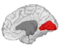 Inner lingual gyrus, shown in the right cerebral hemisphere.