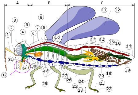 Image 28Insect morphologyLegend of body partsTagmata: A – Head, B – Thorax, C – Abdomen.antennaocelli (lower)ocelli (upper)compound eyebrain (cerebral ganglia)prothoraxdorsal blood vesseltracheal tubes (trunk with spiracle)mesothoraxmetathoraxforewinghindwingmid-gut (stomach)dorsal tube (heart)ovaryhind-gut (intestine, rectum & anus)anusoviductnerve cord (abdominal ganglia)Malpighian tubestarsal padsclawstarsustibiafemurtrochanterfore-gut (crop, gizzard)thoracic ganglioncoxasalivary glandsubesophageal ganglionmouthparts (from Insect morphology)