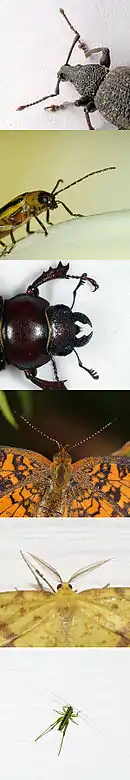 Image 10Evolution has produced astonishing variety of appendages in insects, such as these antennae. (from Evolution of insects)