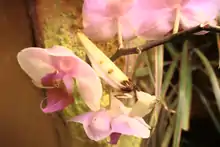 Image 41A flower mantis, Hymenopus coronatus, uses special Aggressive mimicry. (from Animal coloration)