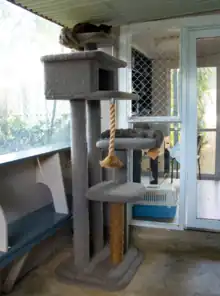 Inside a Semi-Communal Boarding Cattery