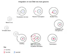 A diagram explaining the process of integration of viral DNA into the host genome. First, the virus penetrates the host cell. It then undergoes reverse transcription to produce viral DNA which enters the host cell nucleus and is inserted into the host genome. The viral DNA is then transcribed and the virus is assembled. Once the virus is assembled it migrates to the host cell surface membrane and buds off to form an independent virus particle. This process continues and the virus particle can now invade other cells too.