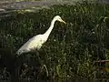 Intermediate egret (A.i. intermedia), Mysore, India