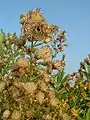 Seed heads