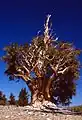 Tree in Inyo National Forest