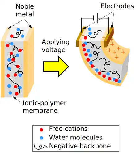 IPMC actuation principle