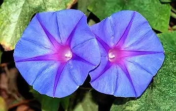 Morning glory (Ipomoea acuminata)