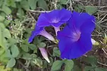 Purple flowers in Uruguay