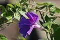 Purple cultivar of Ipomoea indica